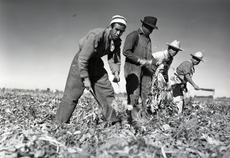 four_mexican_workers_harvesting_sugar_beets_1942.jpg