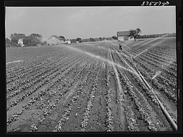 Starkey Bean Field 1941 LOC