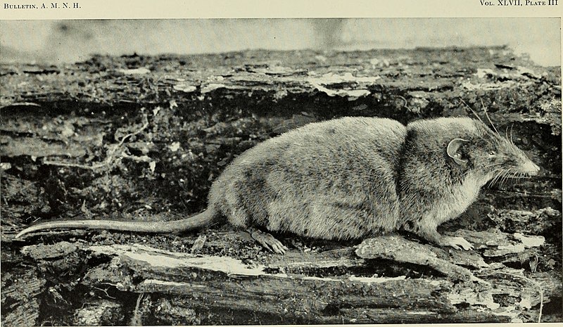 Museum Mice and Pizza Rats: Evolution of the City – The